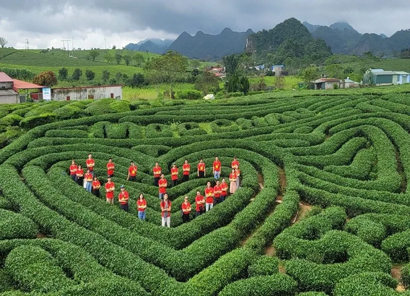 Đồi chè Mộc Châu